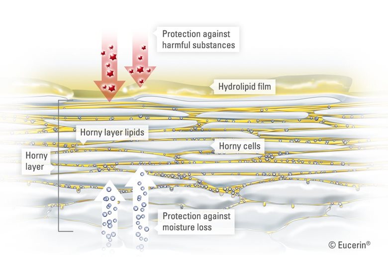 ภาพภายในชั้นฮอร์นี่เลเยอร์ (horny layer)