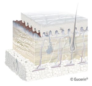 ภาพแสดงผิวหนังชั้นหนังแท้ (Dermis)